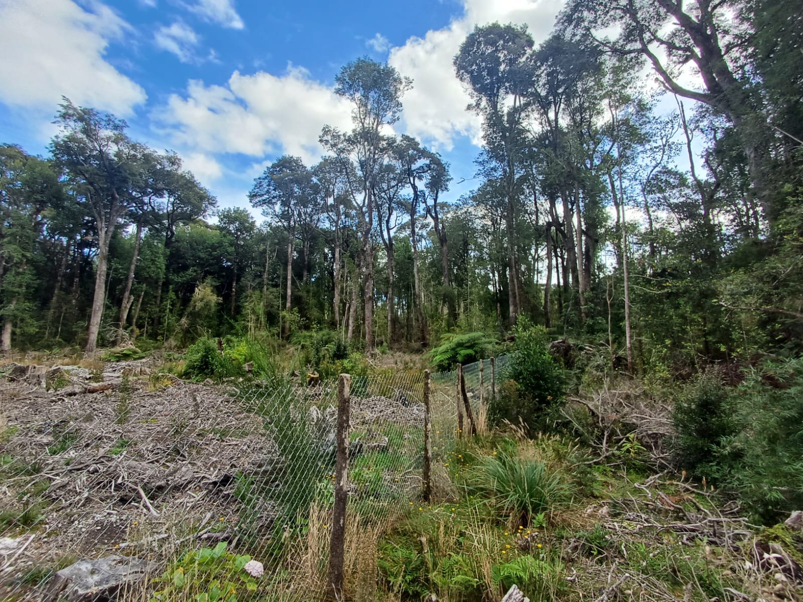 WhatsApp-Image-2025-02-08-at-12.50.54